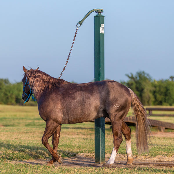 Horse Patience Pole