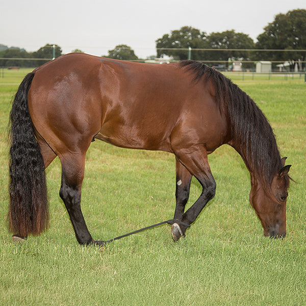 All-Rope Sideline Hobbles