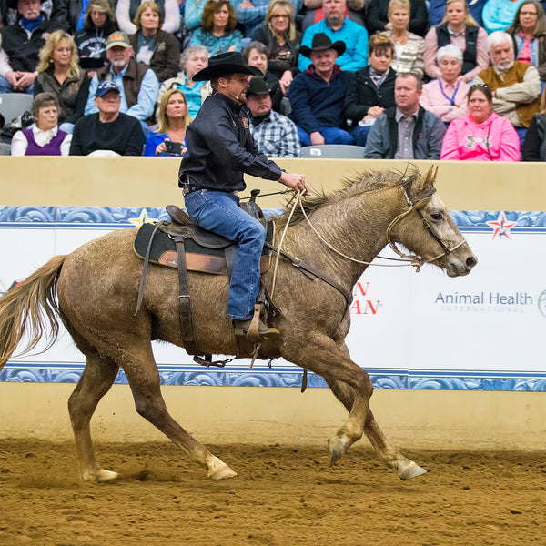 Aussie Horse Hackamore
