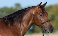 Downunder Horsemanship Rope Halter – Downunder Horsemanship