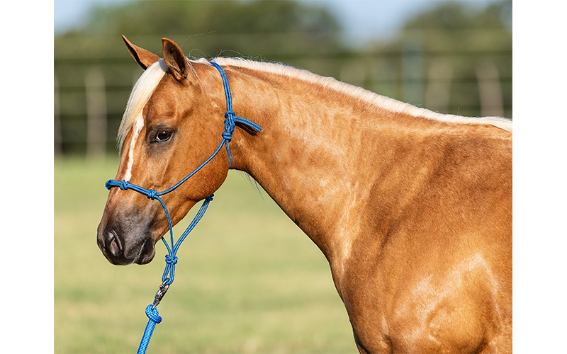 overhandigen ozon Onbemand Shop Horse Halter and Lead Rope Set for Sale | Downunder